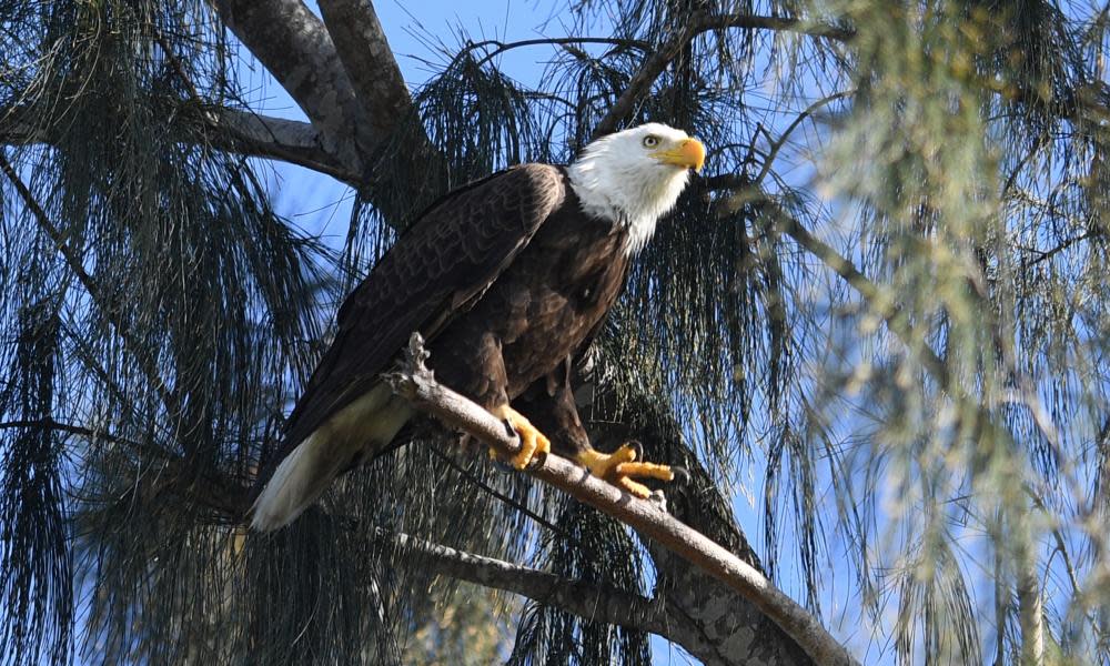 <span>Photograph: Larry Marano/Rex/Shutterstock</span>