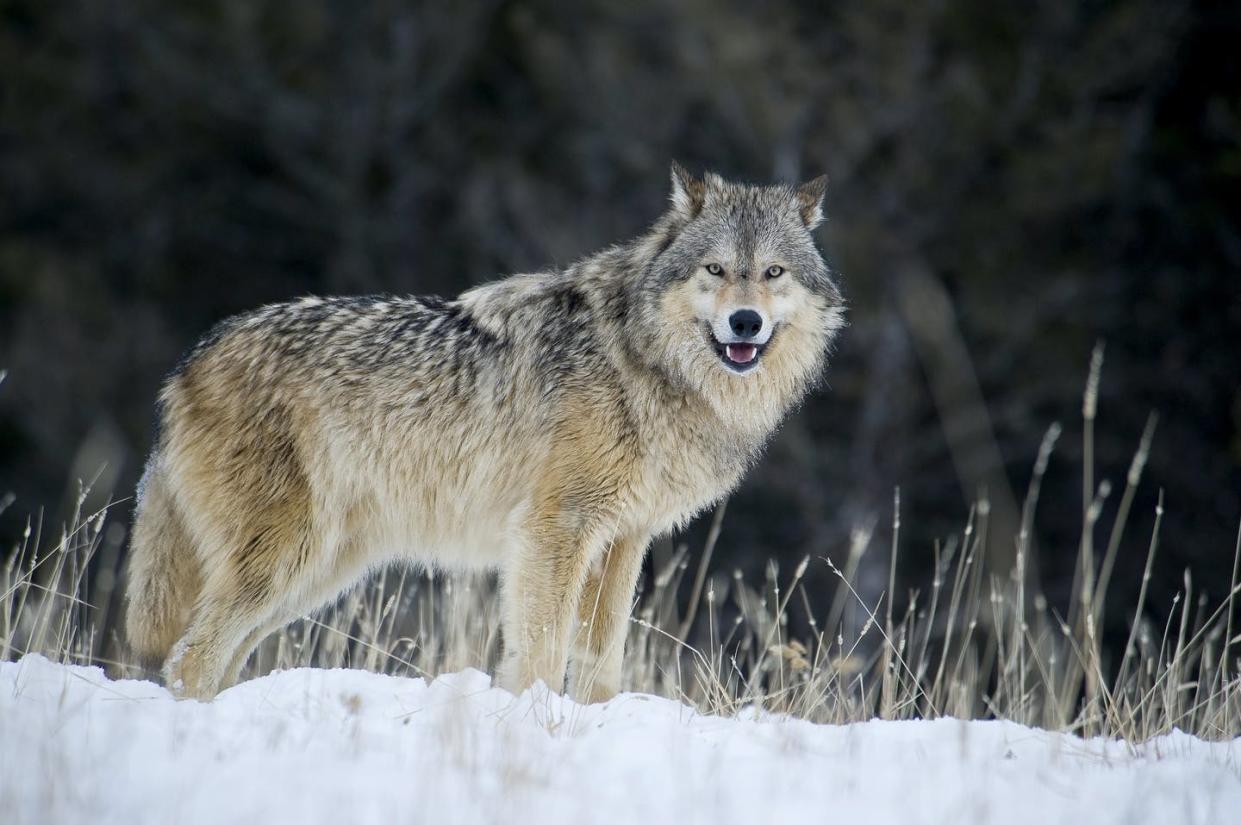 <span class="caption">Won't you be my neighbor?</span> <span class="attribution"><a class="link " href="https://www.gettyimages.com/detail/news-photo/male-gray-wolf-grey-wolf-portrait-in-fresh-falling-snow-news-photo/1184377894?adppopup=true" rel="nofollow noopener" target="_blank" data-ylk="slk:Dennis Fast/ VWPics/Universal Images Group via Getty Images;elm:context_link;itc:0;sec:content-canvas">Dennis Fast/ VWPics/Universal Images Group via Getty Images</a></span>