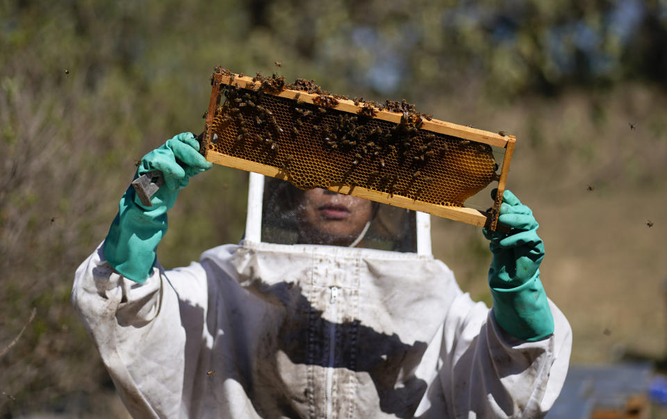 Adriana Veliz searches for the queen bee from the most recent group of bees rescued by the SOS Abeja Negra organization, in Xochimilco, Mexico, Tuesday, June 13, 2023. “We do these rescues because it’s a species that’s in danger of extinction,” said Velíz. (AP Photo/Eduardo Verdugo)