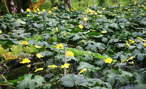 ▲魚池鄉頭社武登地區絲瓜花期放蜂授粉提升品質及增加產量。（圖／記者石振賢攝.2023.05.31.）