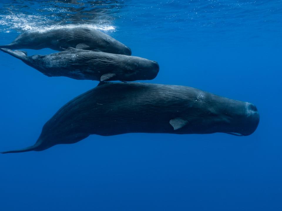 A sperm whale and two young ones swimming under the surface, on November 10, 2011 in Mauritius Island, Indian Ocean.