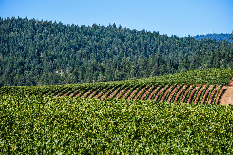 Vineyards on the rolling hillsides around Anderson Valley on California StateHwy 128