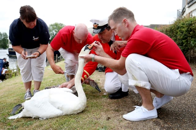 Swan Upping