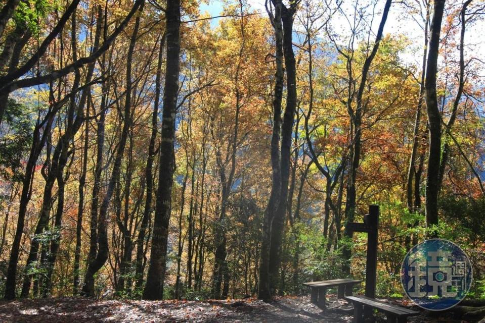 馬鞍駐在所遺址，是密集楓香最美的地方。