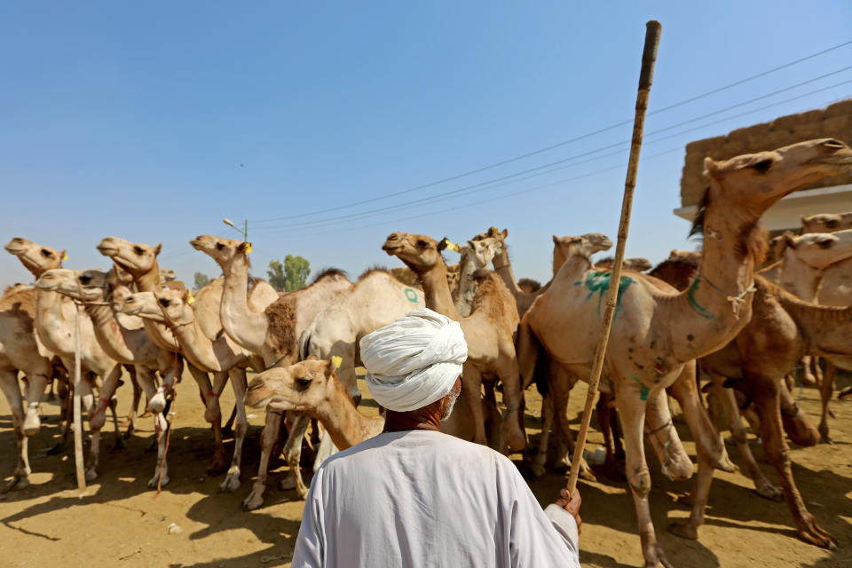 <p>Para estos pastores sus camellos son vistos de otra forma comparado con la manera en que vemos a los animales en Occidente. Se trata de su patrimonio, gracias al cual pueden ganarse la vida. (Foto: Fadel Dawod / Getty Images).</p> 