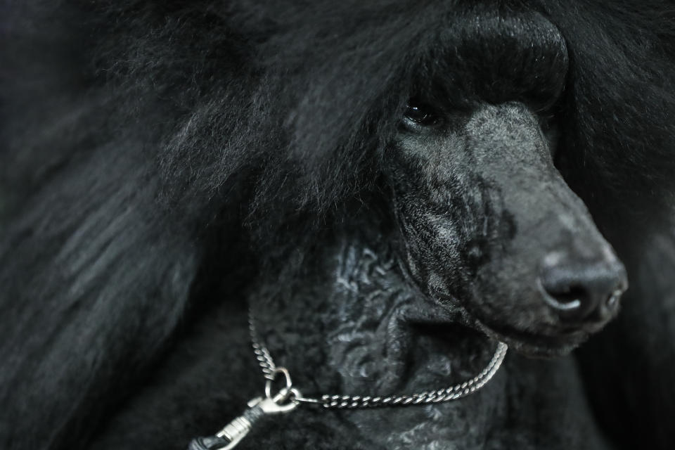 Siba, la poodle estándar, posa para fotografías después de ganar el máximo galardón en el concurso de perros Westminster Kennel Club el martes 11 de febrero de 2020 en Nueva York. (AP Foto/John Minchillo)