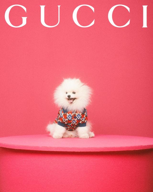 Gucci Blue Logo Wallpapers on WallpaperDog