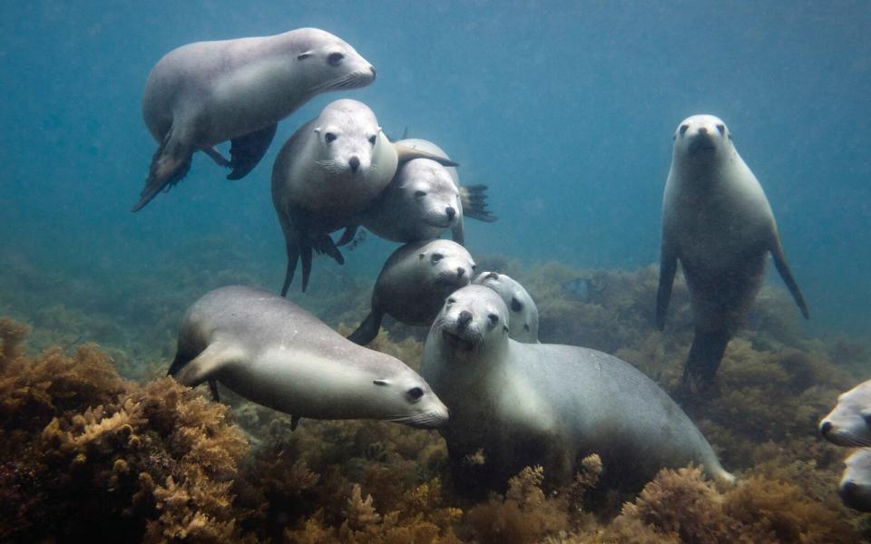 Sea Lions in Western Australia