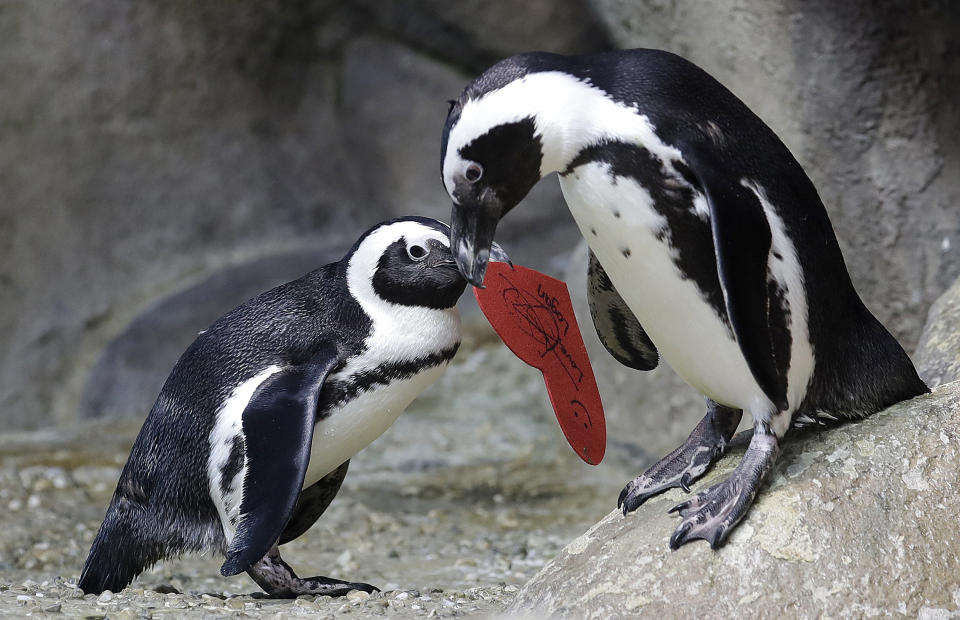 An African penguin carries a heart shaped valentine handed out by aquarium biologist Piper Dwight to its nest at the California Academy of Sciences in San Francisco, Tuesday, Feb. 12, 2019. The hearts were handed out to the penguins who naturally use similar material to build nests in the wild. (AP Photo/Jeff Chiu)