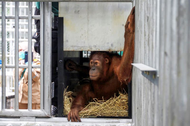 Orangutan, which was seized from the Thailand-Malaysia border 3 years ago, looks from a cage before being released into the forest at Sultan Thaha Saifuddin Airport