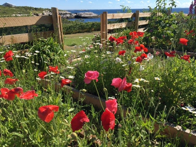 The iconic view of bright orange poppies blooming in Celia Thaxter’s cottage island garden was captured in a famous painting by impressionist Childe Hassam.