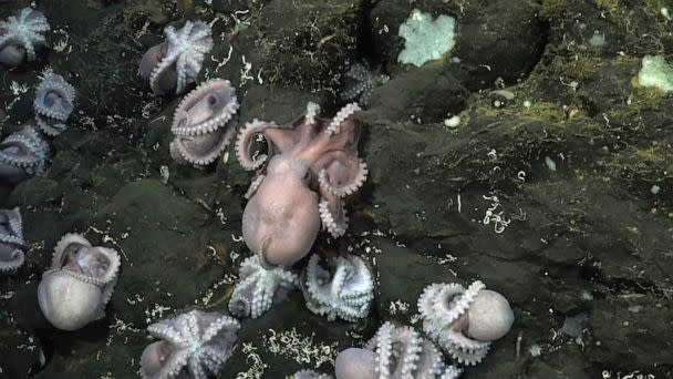 PHOTO: Footage released by the Schmidt Ocean Institute shows the deep-sea discovery in an area previously thought to be 'inhospitable' to young octopuses. (Schmidt Ocean Institute via Storyful)