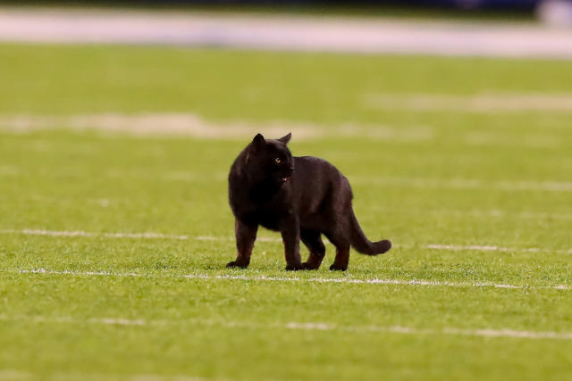 Black Cat Announced as Starter for Dallas Cowboys