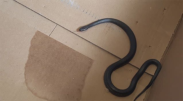 The first snake was seen inside the cardboard box. Photo: Queensland Police Service