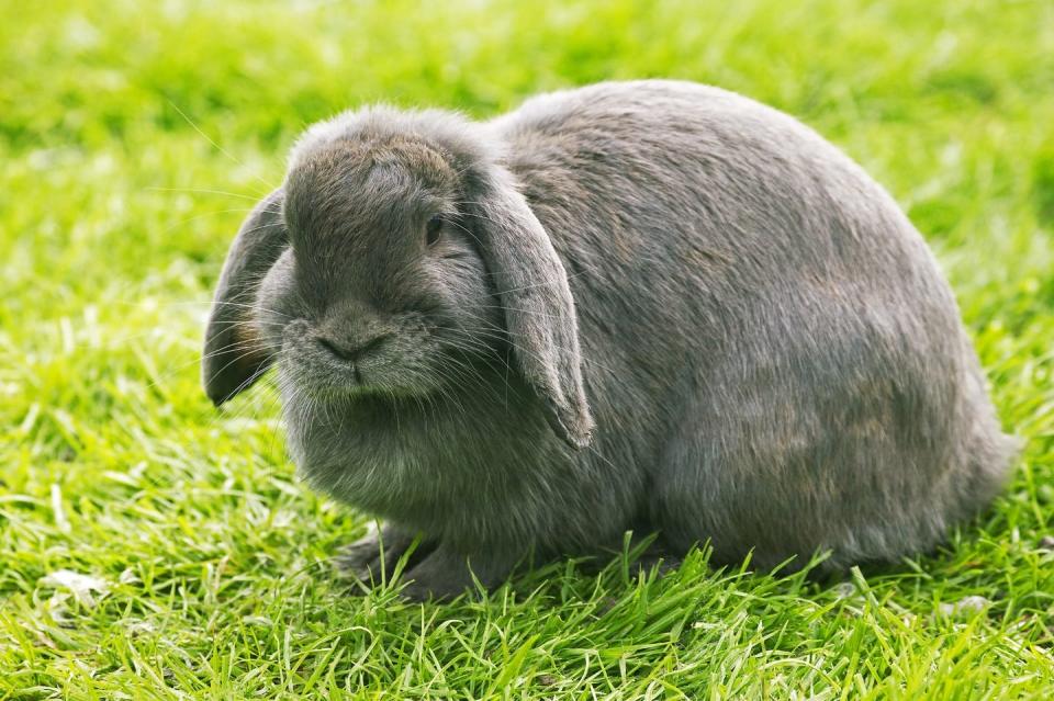 gray french lop eared rabbit standing on grass