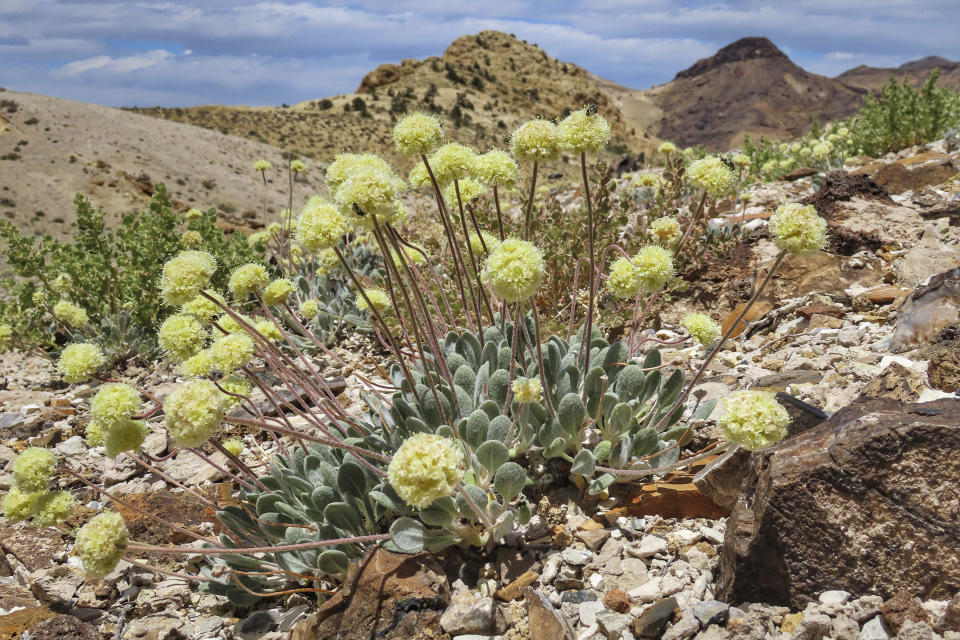 FILE - This photo provided by the Center for Biological Diversity shows a Tiehm's buckwheat plant near the site of a proposed lithium mine in Nevada, May 22, 2020. (Patrick Donnelly/Center for Biological Diversity via AP, File)