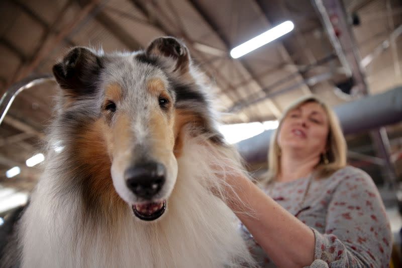 Connie DuBois grooms her collie dog, Saxson during the Westminster Kennel Club Dog Show in New York