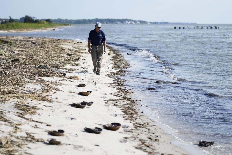 Lawrence Niles, an independent wildlife biologist with the Wildlife Restoration Partnerships, walks on Reeds Beach in Cape May Court House, N.J., Tuesday, June 13, 2023. The density of horseshoe crab eggs in the bay is nowhere near what it was in the 1990s, Niles said. (AP Photo/Matt Rourke)