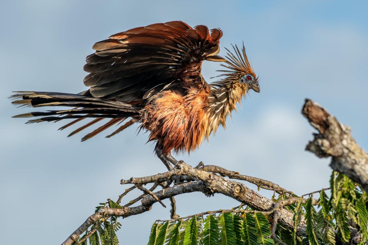 Ejemplar de hoatzin. <a href="https://www.shutterstock.com/es/image-photo/hoatzin-opisthocomus-hoazin-endemic-bird-amazon-1839118534" rel="nofollow noopener" target="_blank" data-ylk="slk:Shutterstock / Tomas Drahos;elm:context_link;itc:0;sec:content-canvas" class="link ">Shutterstock / Tomas Drahos</a>