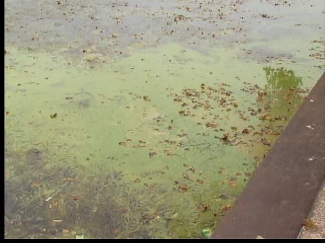 Strange algae on Lake Erie has scientists worried.