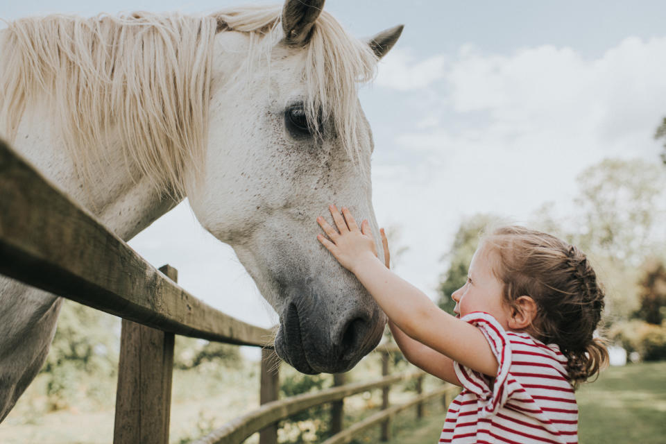 A child in a striped shirt gently touches the nose of a white horse over a wooden fence in an outdoor setting