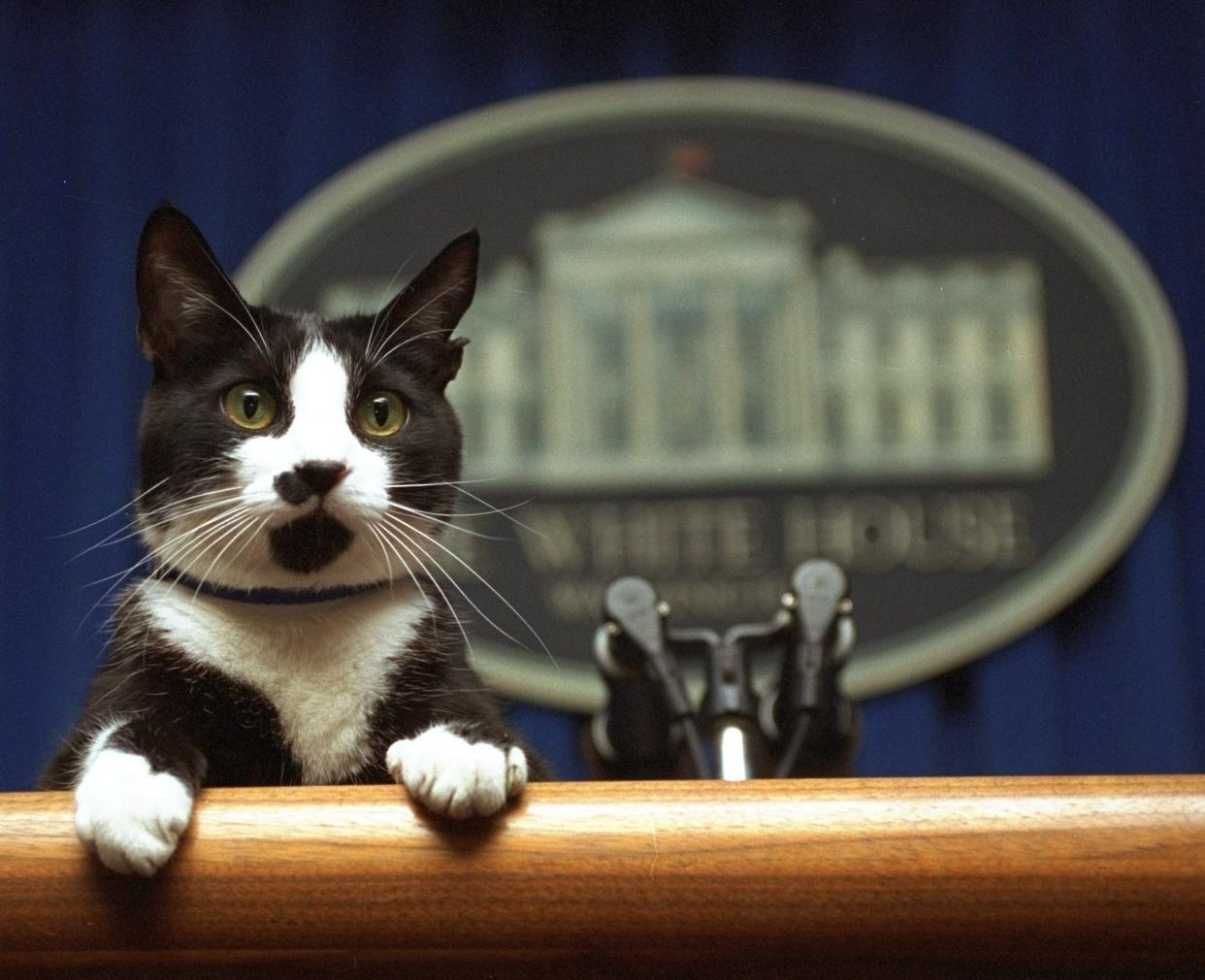 In this March 19, 1994 file photo, President Bill Clinton's cat Socks peers over the podium in the White House briefing room in Washington. The arrival of the Biden pets will also mark the next chapter in a long history of pets residing at the White House after a four-year hiatus during the Trump administration. “Pets have always played an important role in the White House throughout the decades,” said Jennifer Pickens, an author who studies White House traditions. (AP Photo/Marcy Nighswander, File)