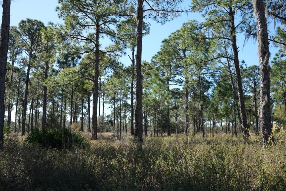 Pine flatwoods are among habitats at Duette Preserve that shelter threatened and endangered species. 