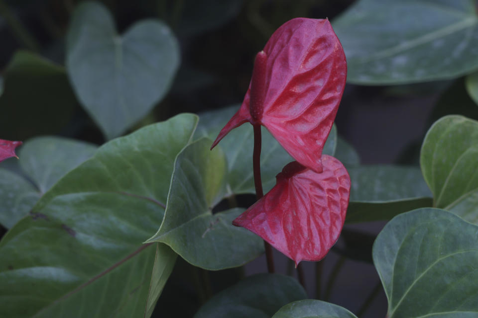 Heart-shaped flower petals of an Anthurium plant in New Delhi, India, on Monday Feb. 12, 2024. Looking for a meaningful, beautiful, sustainable and last-minute gift for your Valentine? Consider houseplants. Florists say those that are heart-shaped, look cheerful or have staying power are especially good at conveying Valentine's Day love. (AP Photo/Verda Subzwari)