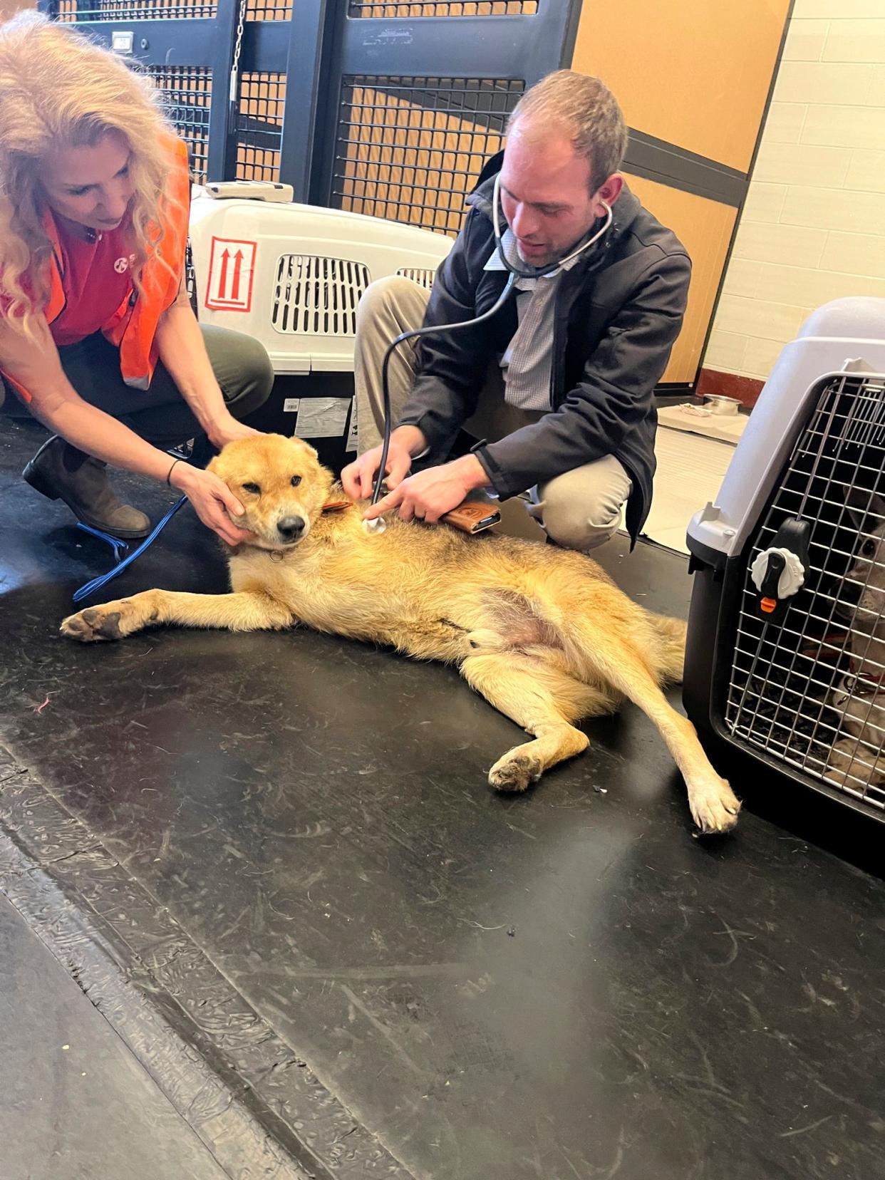 A rescued dog from the West Bank is checked by veternarian at the Animal Reception Center at JFK Airport in New York on March 14, 2024. The SPCA International rescued 70 dogs from the West Bank area, 10 of which came to Detroit Animal Welfare Group in Romeo, Michigan.