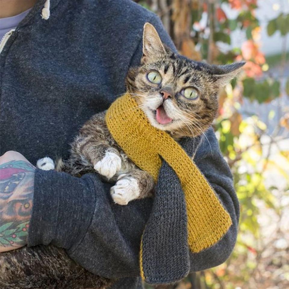 Lil Bub/Instagram