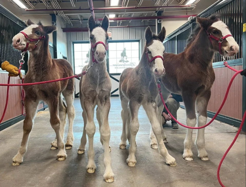 Four Clydesdale horses are in the stables