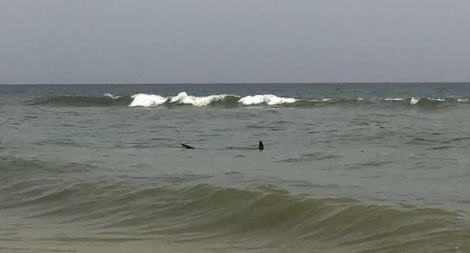 A four-metre shark is seen swimming in shallow water at Navarre Beach Florida where Jaws II was filmed.