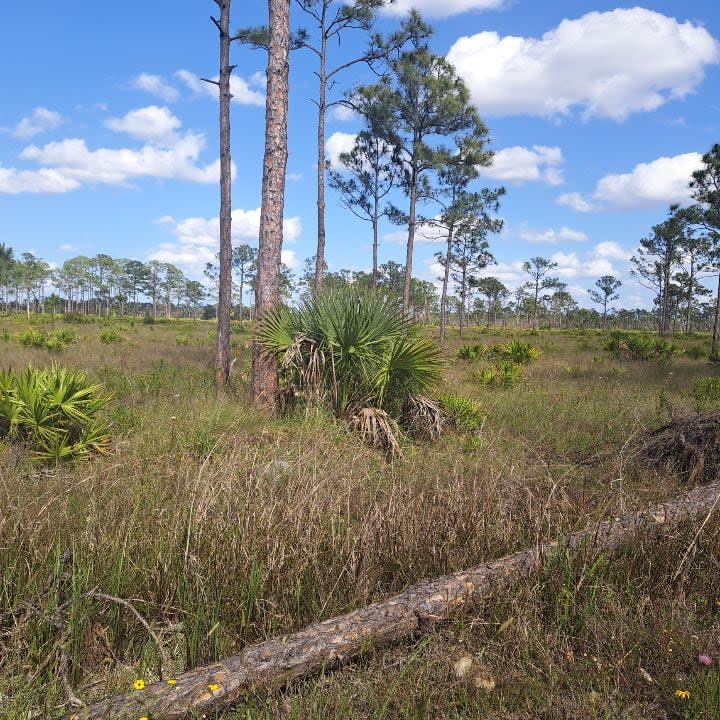 A FWC virtual scavenger hunt leads players to visit Florida’s Wildlife Management Areas.