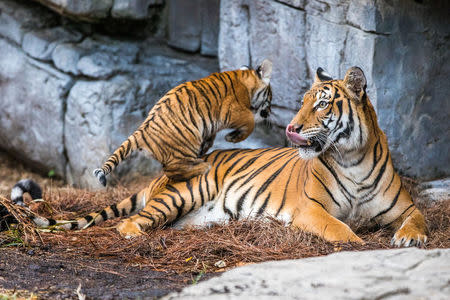 Berisi, a Malayan tiger cub, emerges from her den into the tiger habitat with her mother Bzui at Tampa's Lowry Park Zoo in Tampa, Florida, U.S. December 7, 2016. Christina Lasso/Tampa's Lowry Park Zoo/Handout via REUTERS