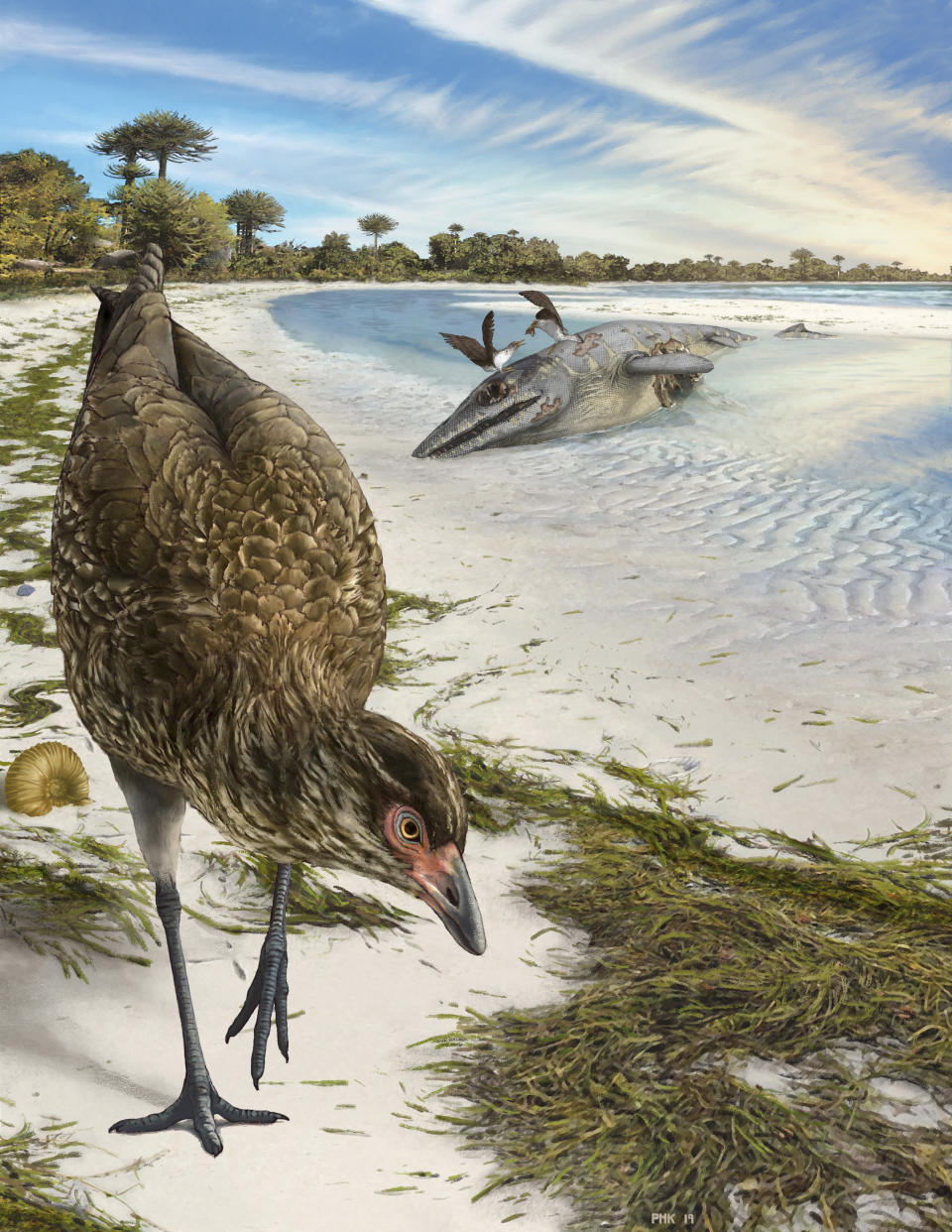 This illustration by Phillip Krzeminski provided by researchers in March 2020 shows the world's oldest modern bird, Asteriornis maastrichtensis, nicknamed the "Wonderchicken," in its original environment. About 66.7 million years ago parts of Belgium were covered by a shallow sea, and conditions were similar to modern tropical beaches like The Bahamas. The animal lived just before the asteroid impact that's blamed for killing off many species, most notably the giant dinosaurs, which suggests the evolution of the family tree for modern-day-birds was in a very early stage when the asteroid struck, says researcher Daniel Field of Cambridge University. (Phillip Krzeminski via AP)