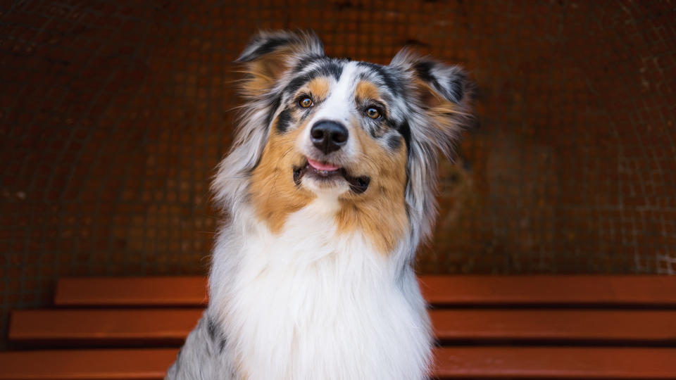 Australian sheepdog