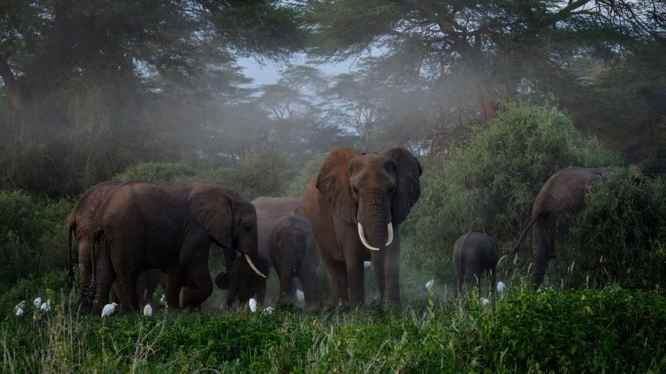 Migratory species include some of the most iconic animals on the planet, like elephants. These elephants are grazing after spraying sand on their bodies at Kimana Sanctuary in Kimana, Kenya -- a mud bath that helps protect them from heat and bug bites. - Yasuyoshi Chiba/AFP/Getty Images