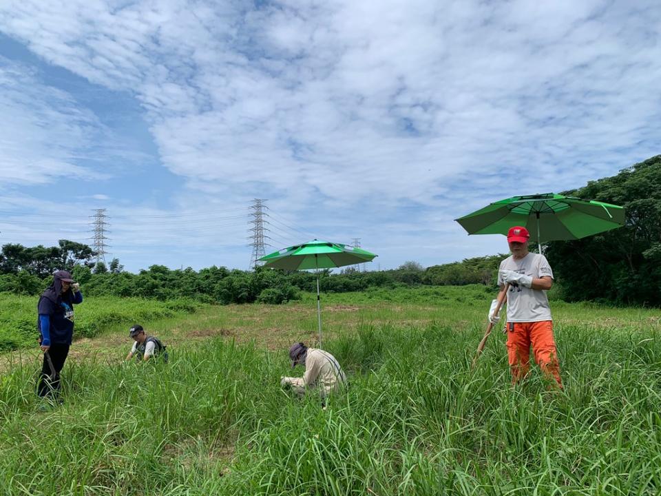 高雄鳥會認養國有地，透過棲地管理，進行外來種植物移除，保育草鴞棲地。高雄鳥會提供 黃淑玫攝