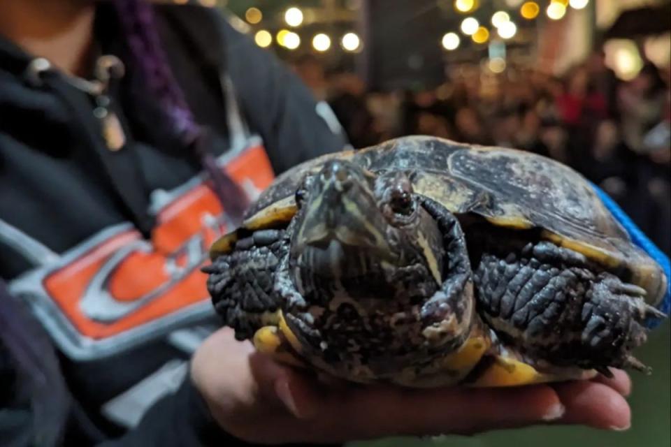 Brennan’s Pub says the turtles are well looked after and are not required to race if they do not wish to (Brennan’s Pub/ @turtleraces/ Instagram)