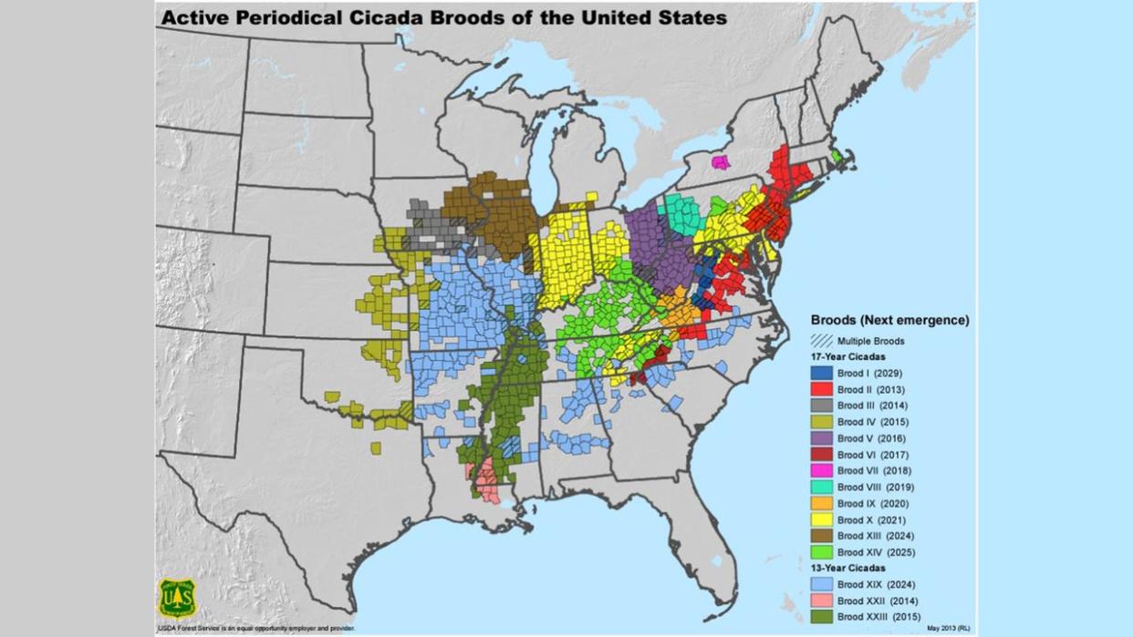 When do cicadas come out in 2024? What to know ahead of the bug's