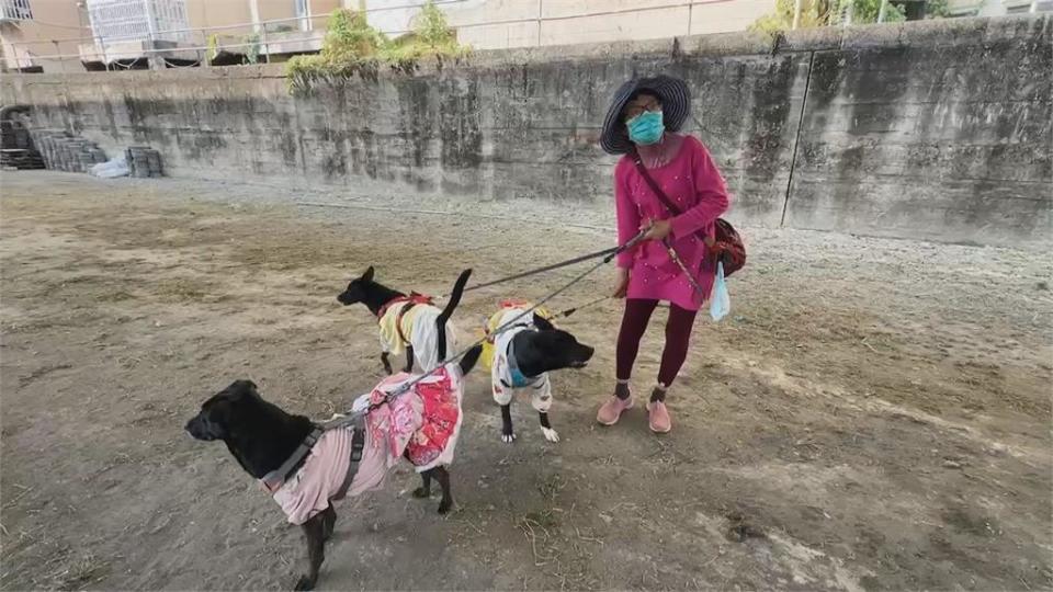 騎士載寵物犬經過而已　3隻大黑狗拉著主人撲上攻擊