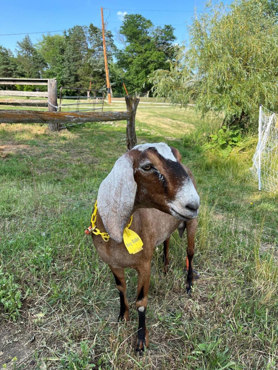 Babe, la cabra, vive en una pequeña granja en el sur de Iowa, donde la dueña, Stacy Wistock, la ordeña dos veces al día.
