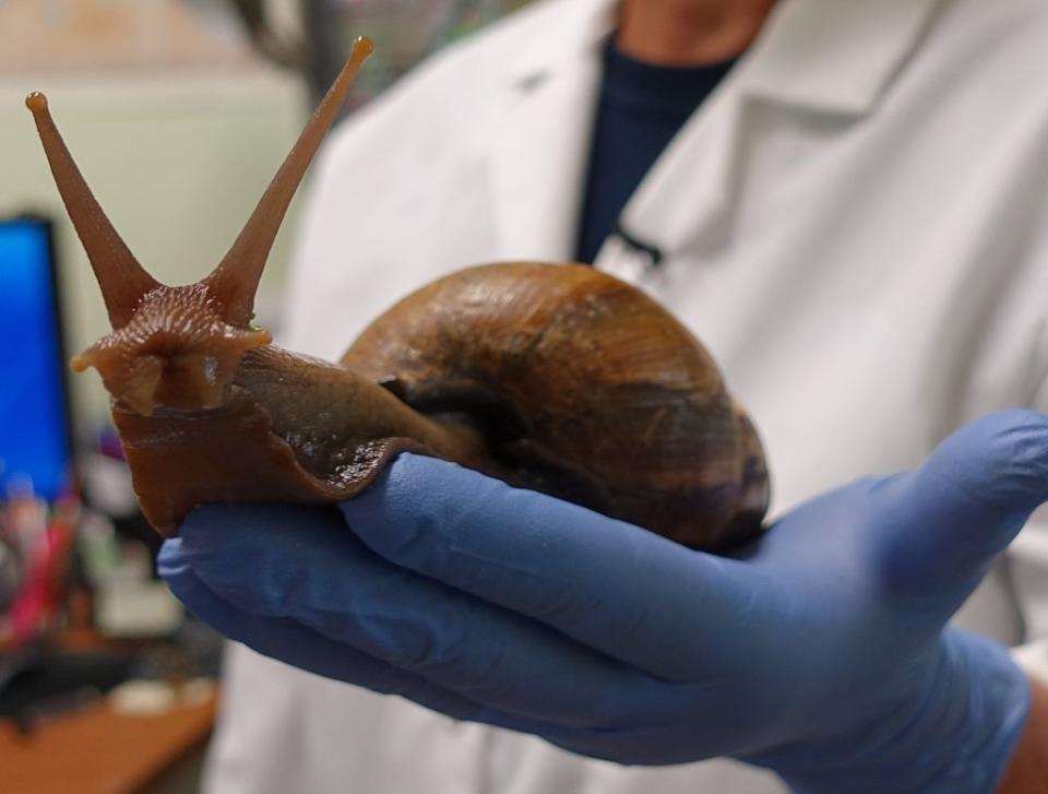 large snail in a the palm of a gloved hand