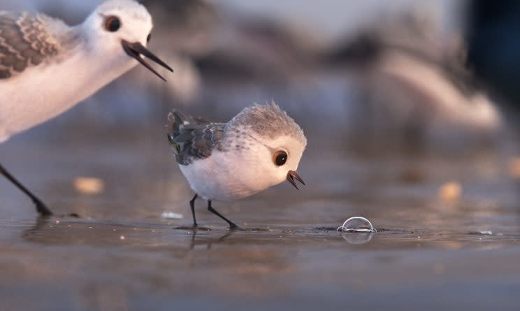 ‘Piper’ carries the Pixar banner into the Best Animated Short Oscar competition (Photo: AMPAS)