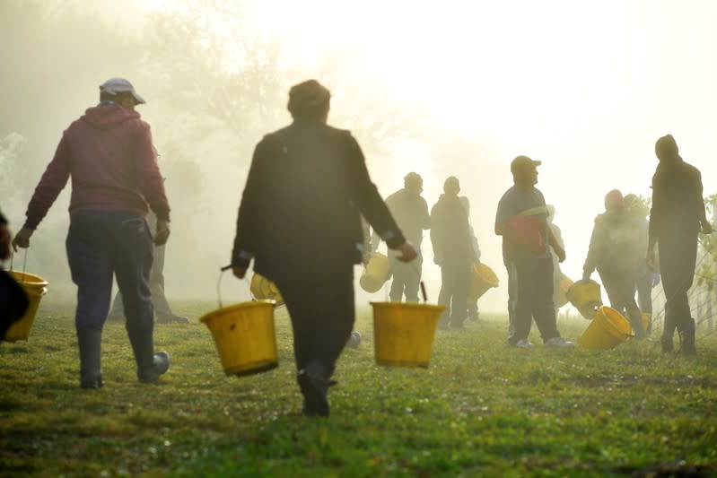 Mist rises as migrant workers prepare to pick grapes at Chapel Down Winery's Kit's Coty vineyard in Aylesford