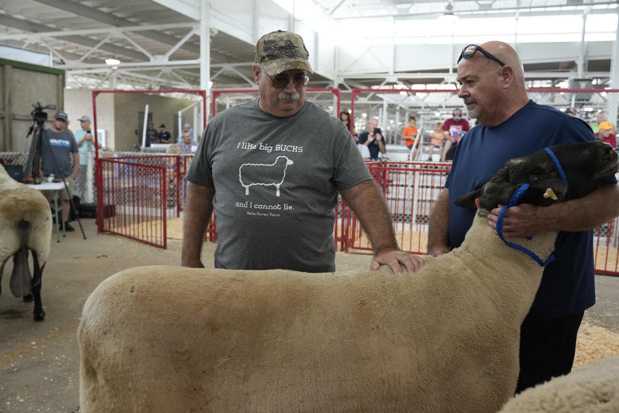 Whip, a 5-year-old Suffolk ram, won first place in the Big Ram Contest on Aug. 8, 2024, at the Iowa State Fair. Whip, owned by Craig Fetters of Lucas, weighed in at 498 pounds.