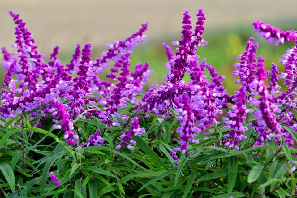 Salvia leucantha, commonly called Mexican bush sage, is an evergreen perennial that is native to Central America and Mexico. It is grown as an annual in average. This sage is noted for producing a very attractive late summer to autumn bloom of showy bi-color flowers consisting of white corollas and longer-lasting purple calyxes. Flowers appear in dense, arching, terminal spikes.