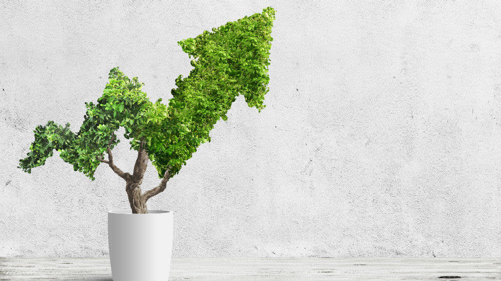 potted green plant grows up in arrow shape