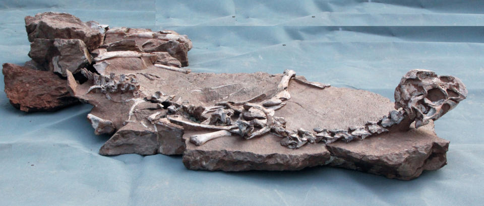 The posture of <i>Tongtianlong limosus</i> suggests it was stuck in the mud, and an analysis of the bones shows it was neither attacked nor scavenged by other animals. <cite>Junchang Lu</cite>