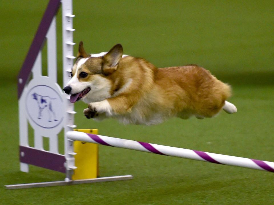 Pembroke Welsh Corgi